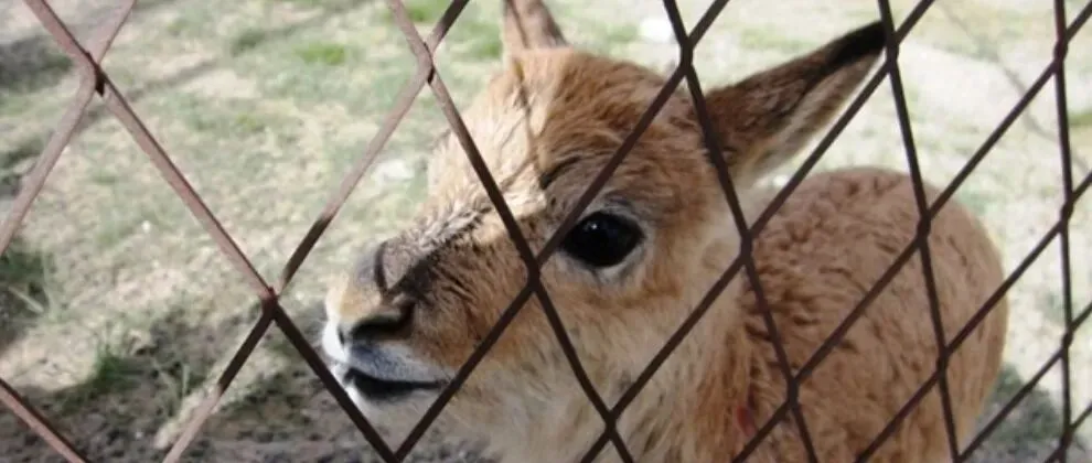 环博会 “辣妹热舞” 营销:争议背后的行业焦虑与破局