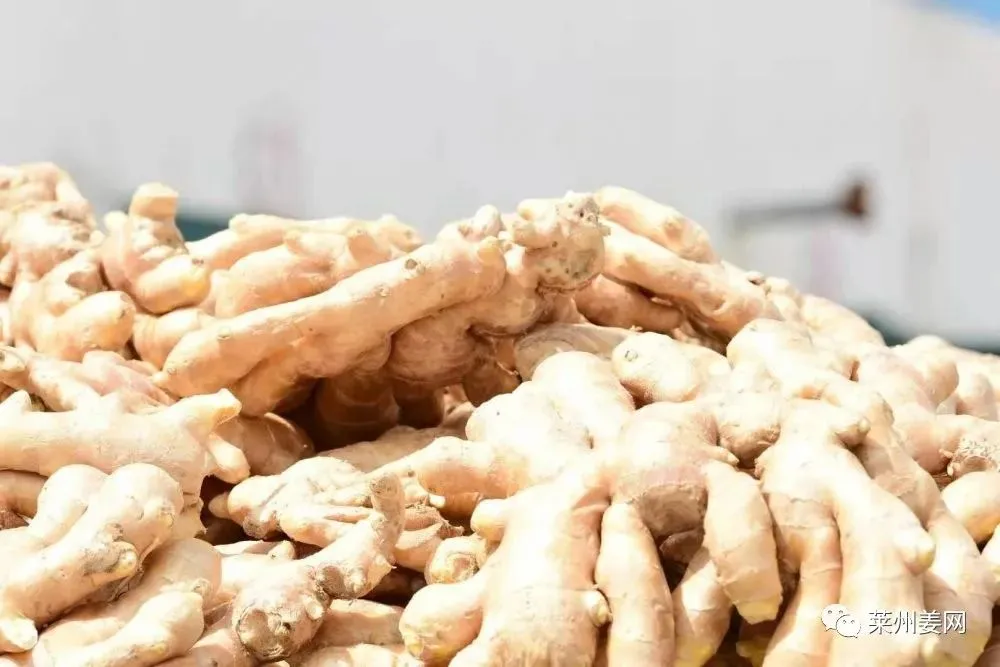 4月15日莱州吕村大姜市场