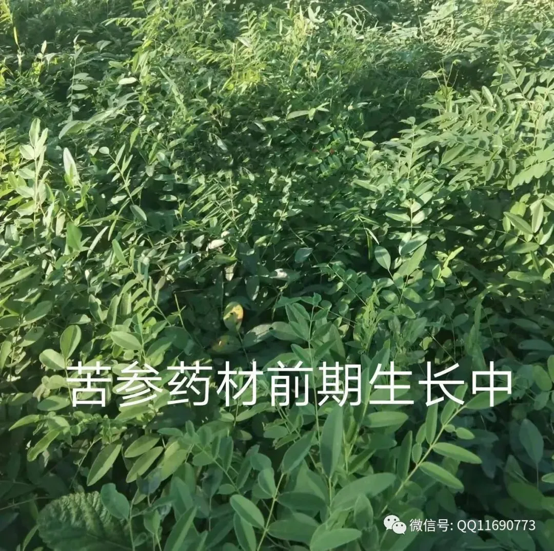 苦参市场怎么样 喜碱性土 半旱田作物 市场需求大