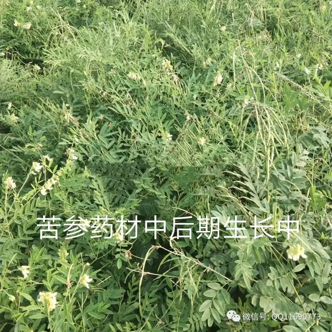 苦参市场怎么样 喜碱性土 半旱田作物 市场需求大