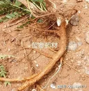 苦参市场怎么样 喜碱性土 半旱田作物 市场需求大