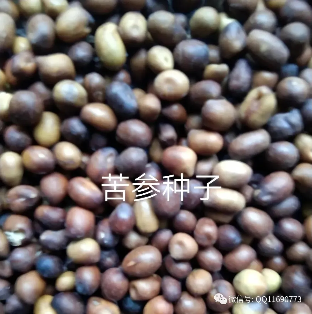 苦参市场怎么样 喜碱性土 半旱田作物 市场需求大