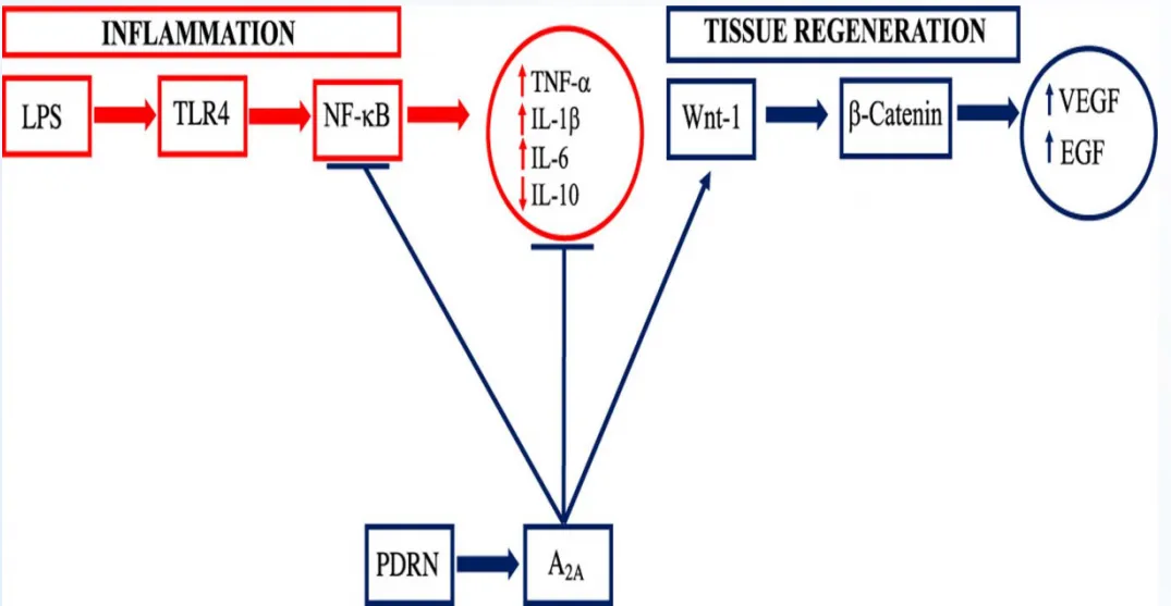 PDRN市场持续走红!YK双菌PDRN荣获中国发明专利!