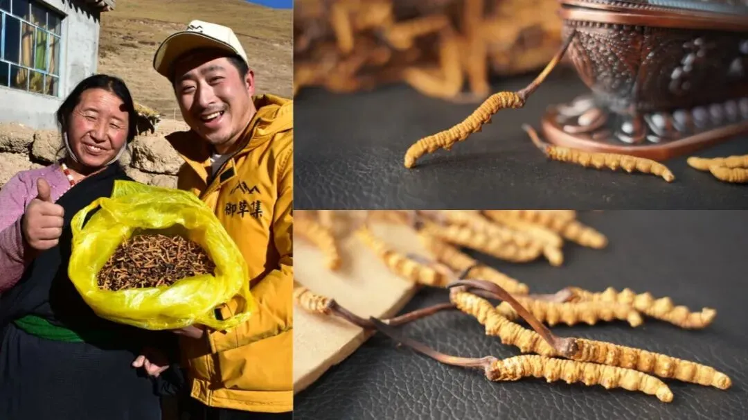 崩了!虫草市场暴雷了!!