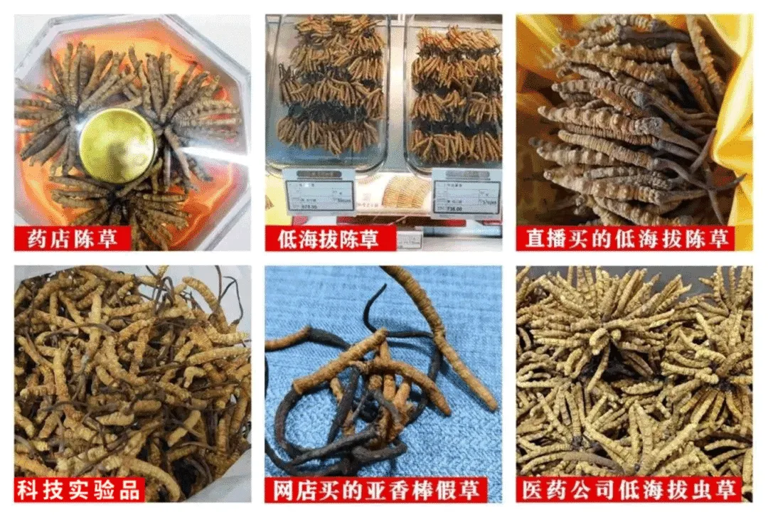 崩了!虫草市场暴雷了!!