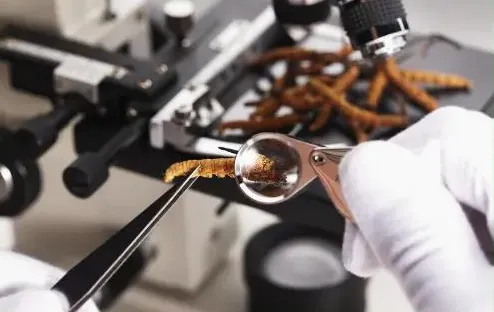 崩了!虫草市场暴雷了!!