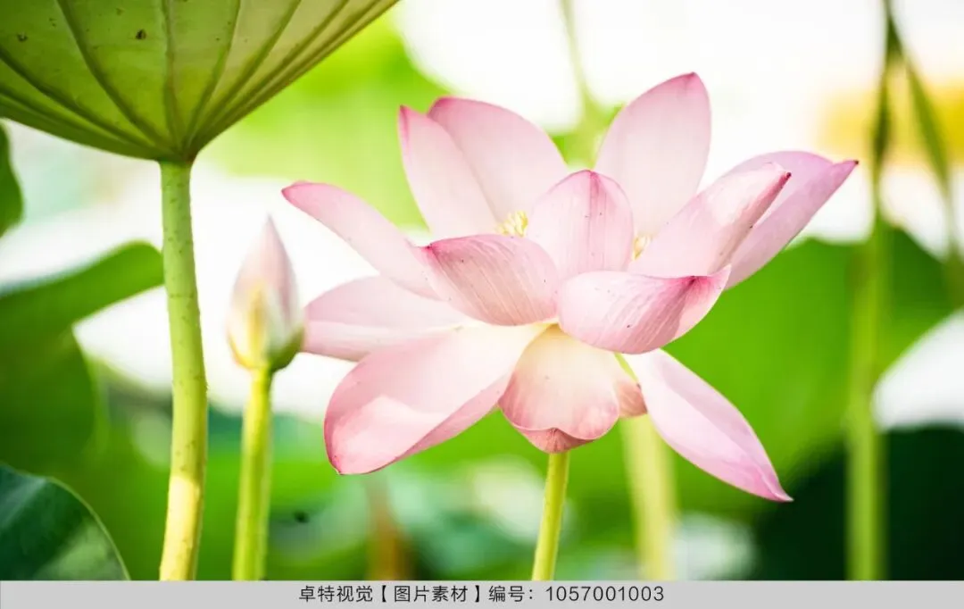 5月营销创意灵感看这里 | 卓特视觉精选图片素材