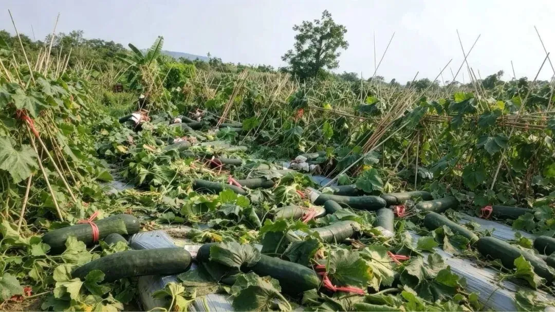 爱心助农|椰海市场采购旧州滞销冬瓜,既暖乡村又稳菜篮