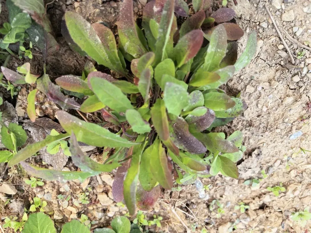 垫脚石说│背着背包闯市场的销售员如何用13项专利逆袭成细分赛道隐形冠军