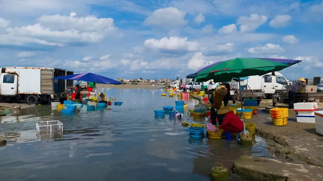 涨潮出海,退潮开锅!湛江“预约制”海鲜市场现捞现吃