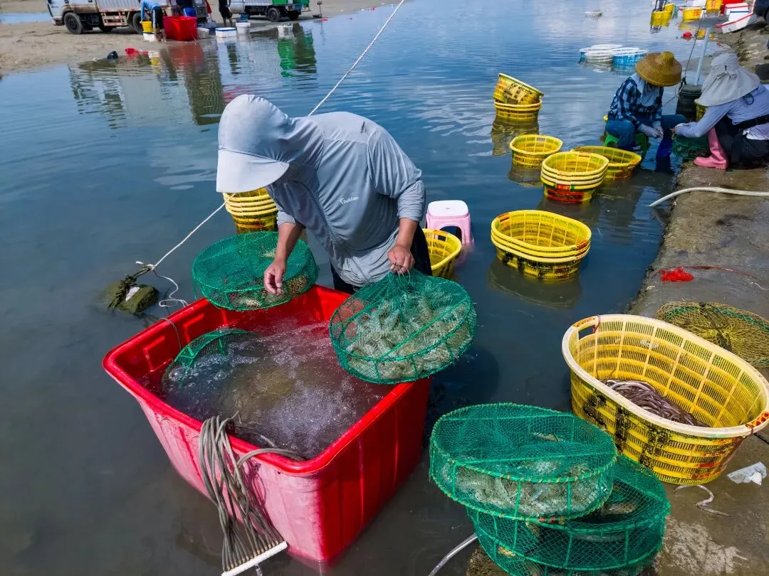 涨潮出海,退潮开锅!湛江“预约制”海鲜市场现捞现吃