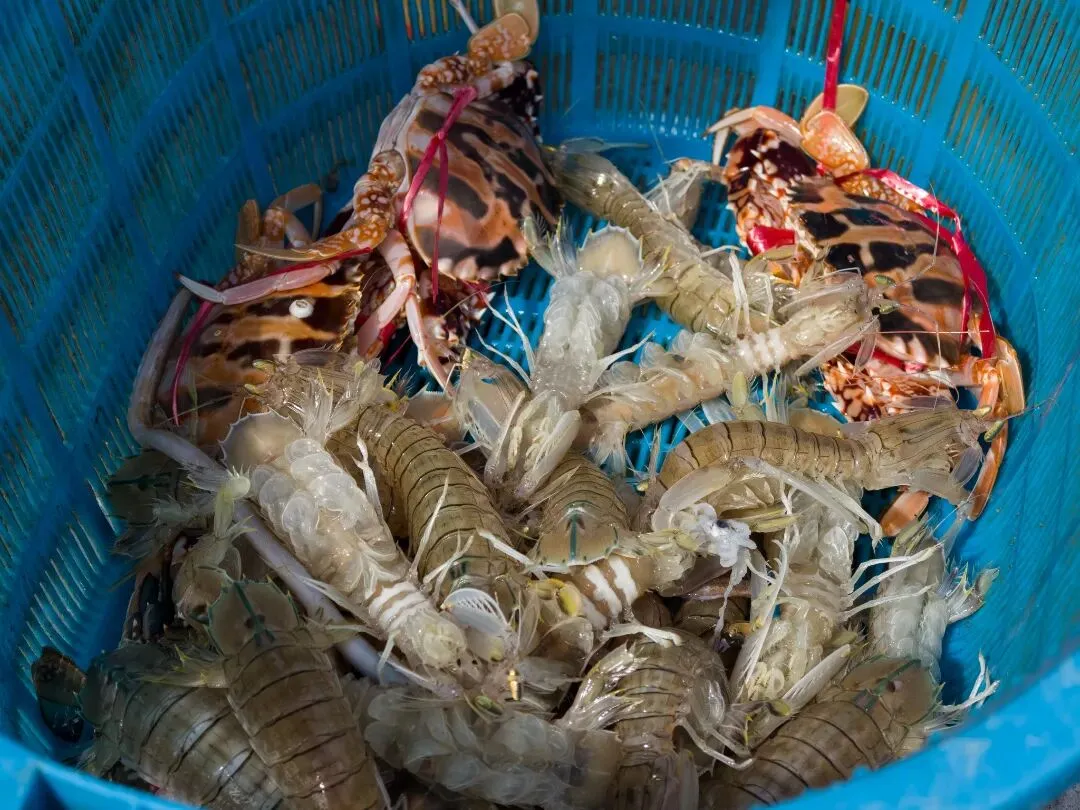 涨潮出海,退潮开锅!湛江“预约制”海鲜市场现捞现吃