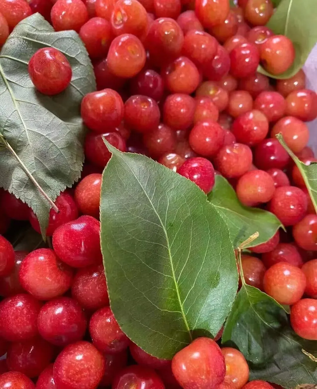 好吃到封神!秒杀市场货的西昌小樱桃,今天摘明天到,果味超浓郁!