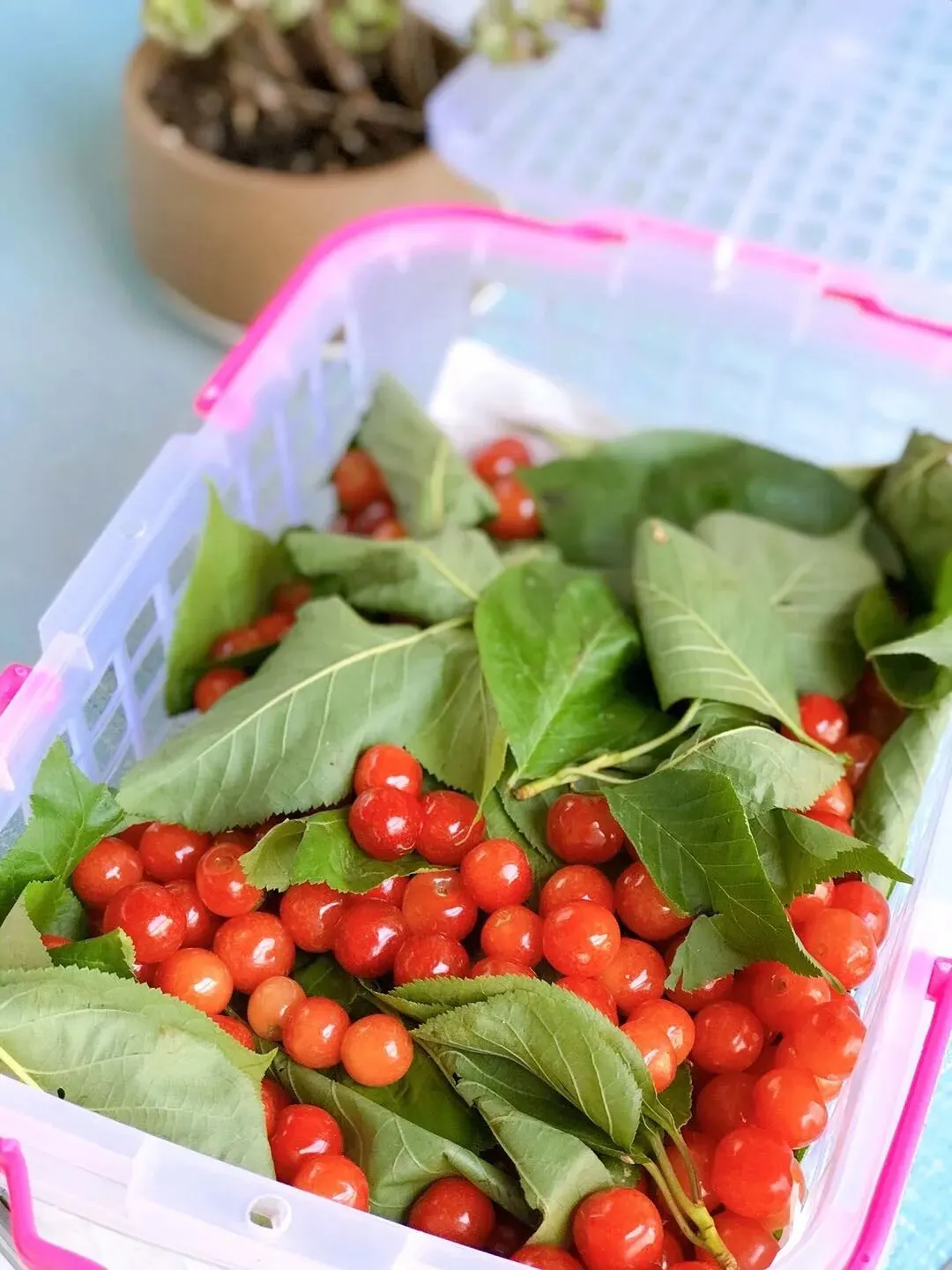 好吃到封神!秒杀市场货的西昌小樱桃,今天摘明天到,果味超浓郁!