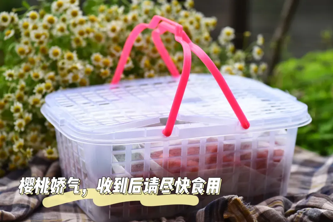 好吃到封神!秒杀市场货的西昌小樱桃,今天摘明天到,果味超浓郁!