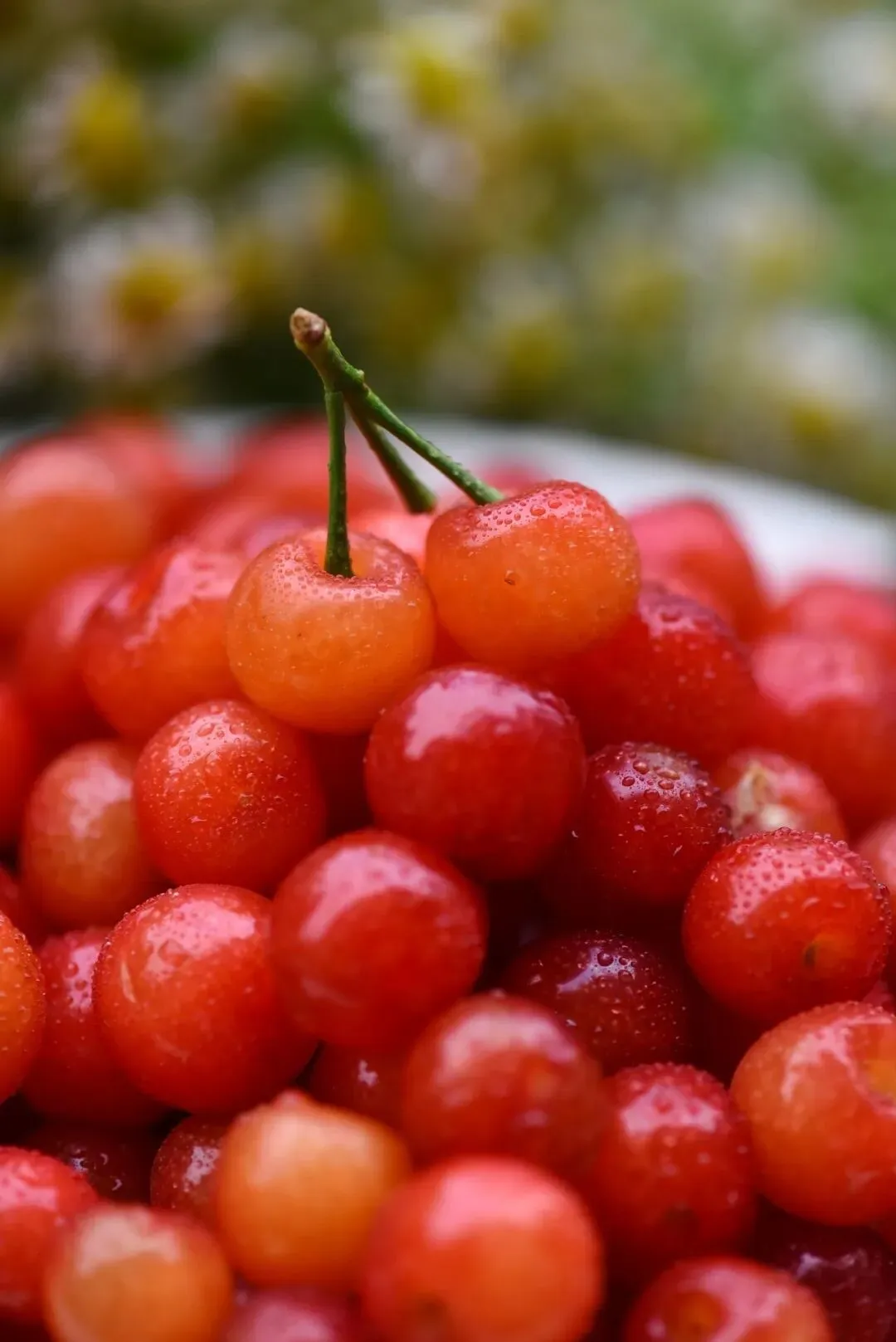 好吃到封神!秒杀市场货的西昌小樱桃,今天摘明天到,果味超浓郁!