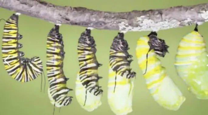 餐饮战略营销品牌咨询:品牌定位与实例结合剖析(26-1)