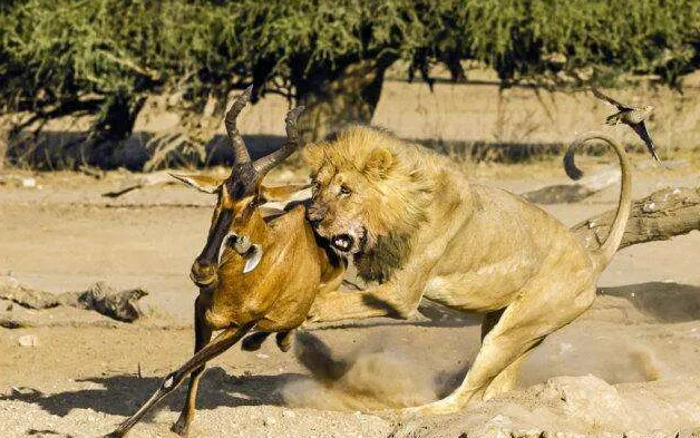 餐饮战略营销品牌咨询:品牌定位与实例结合剖析(26-1)