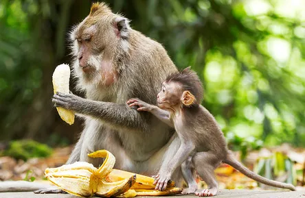 餐饮战略营销品牌咨询:品牌定位与实例结合剖析(26-1)