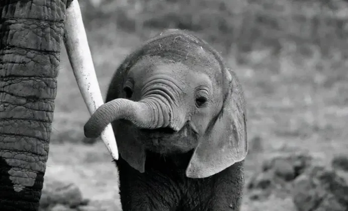 餐饮战略营销品牌咨询:品牌定位与实例结合剖析(26-1)