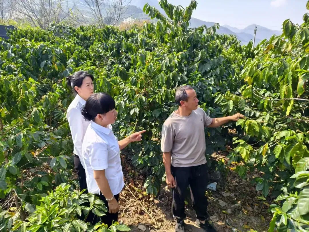 从深山到市场:看→金融如何让怒江精品咖啡“咖”位升级