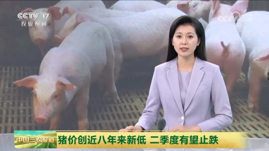 二季度生猪市场预计结束下跌