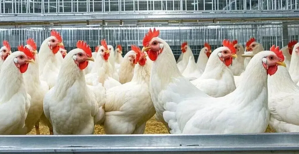 2026全球肉禽市场大洗牌 鸡肉赛道:中国崛起,改写格局(上)