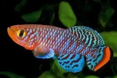 悉尼鱼市场一一澳新凯热门景点之(七)