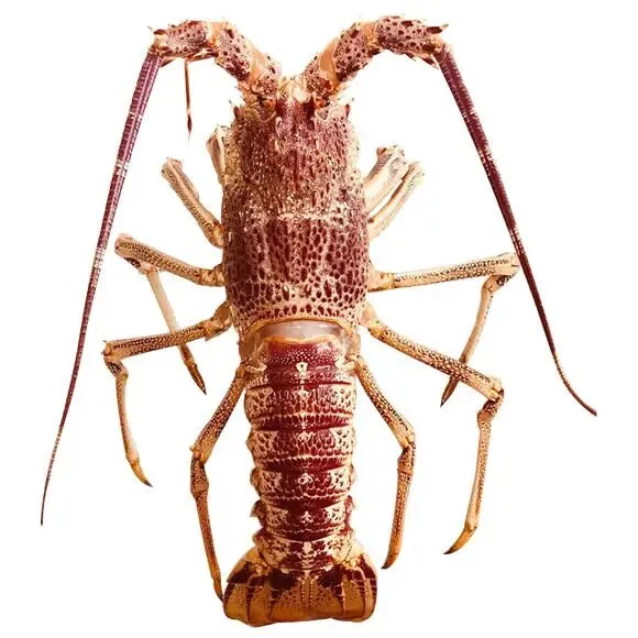 悉尼鱼市场一一澳新凯热门景点之(七)