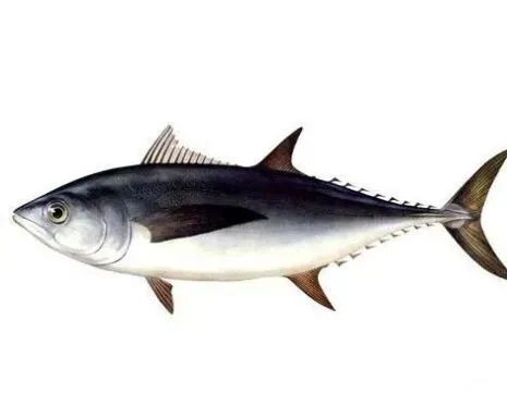 悉尼鱼市场一一澳新凯热门景点之(七)