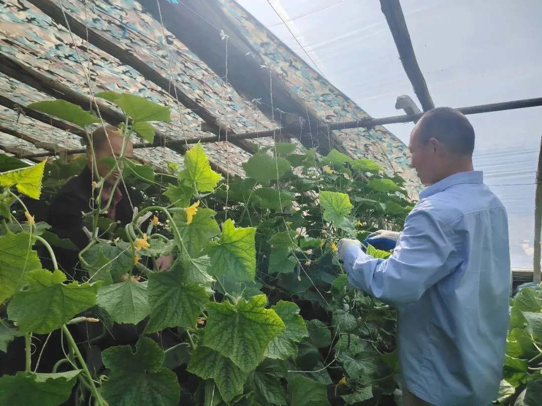 库尔勒市英下乡水果黄瓜走俏市场