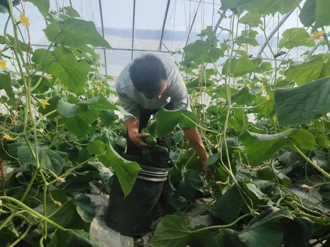 库尔勒市英下乡水果黄瓜走俏市场