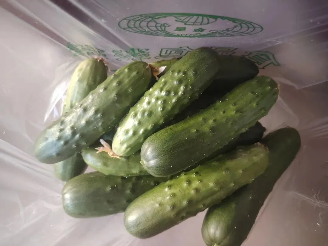 库尔勒市英下乡水果黄瓜走俏市场