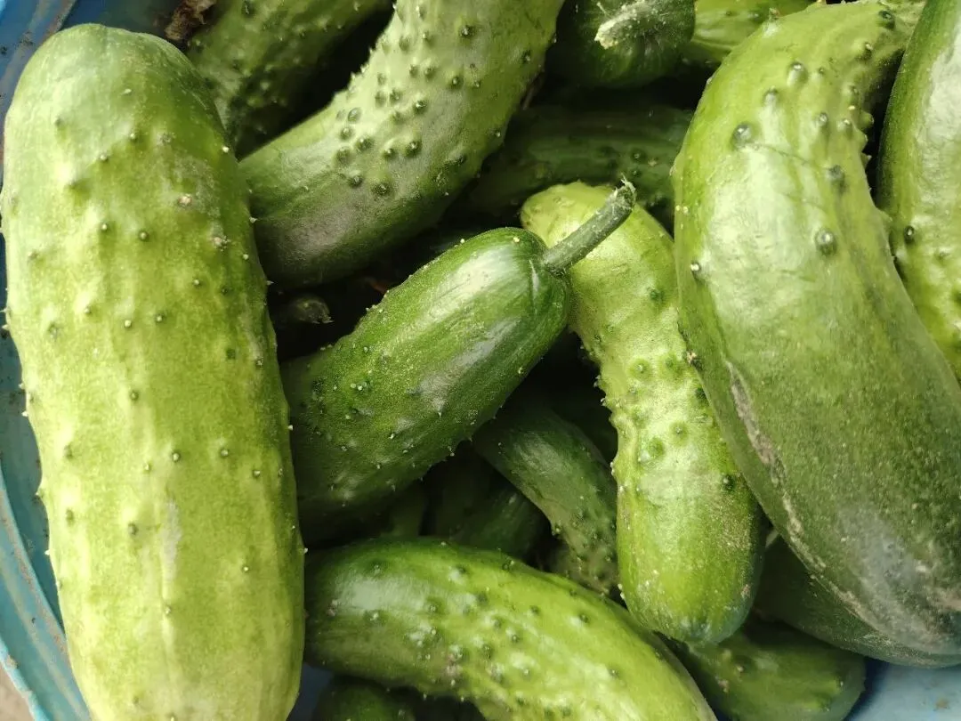 库尔勒市英下乡水果黄瓜走俏市场