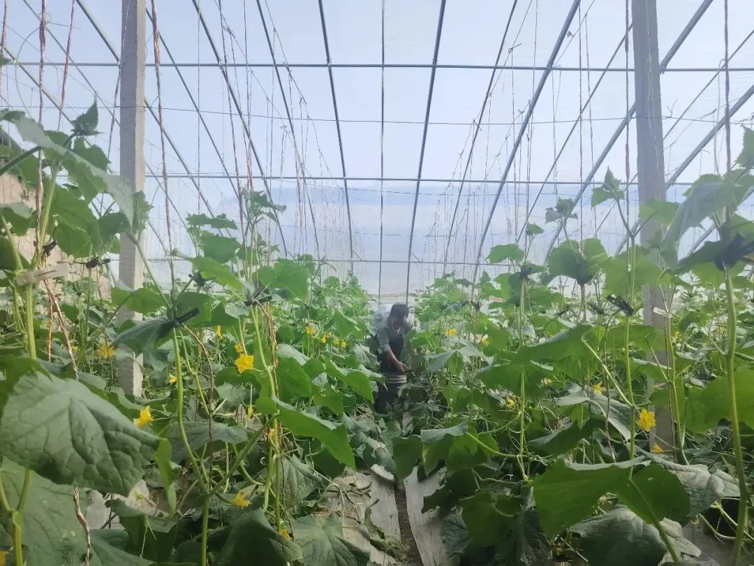 库尔勒市英下乡水果黄瓜走俏市场