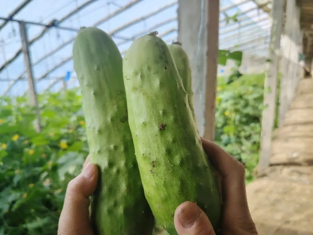 库尔勒市英下乡水果黄瓜走俏市场