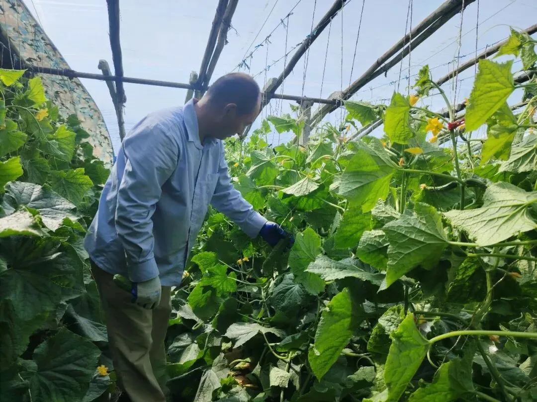 库尔勒市英下乡水果黄瓜走俏市场