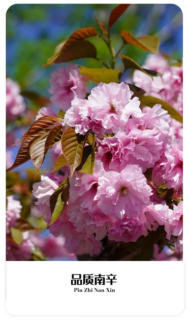 南辛爱“廉”说丨违规干预和插手市场经济活动如何处理