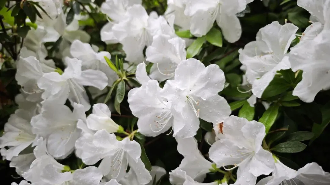 市场冲高回落,下一步操作策略分析