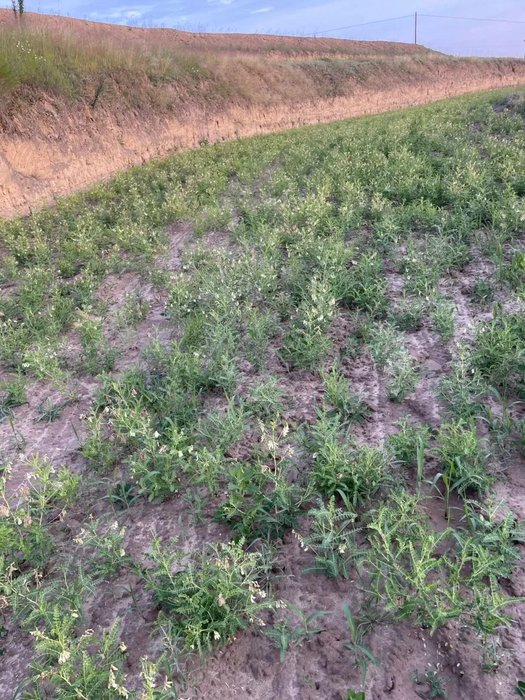 真正的农民是不懂得产品营销的,这几年有一部分不良商家打着助农的旗号,不断消耗农产品在人们心中的地位