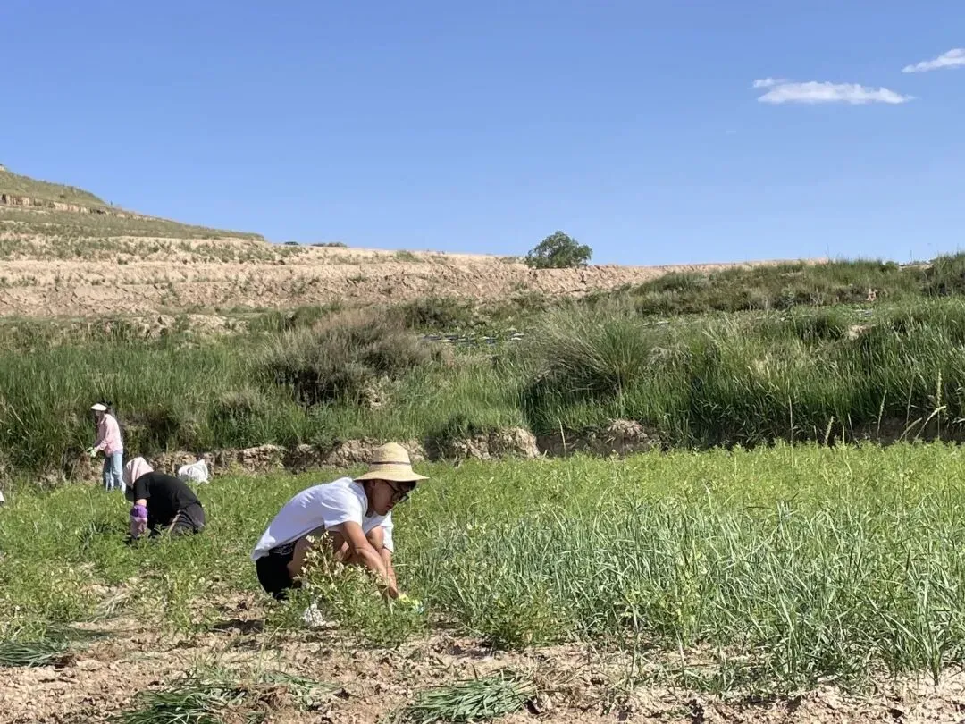 真正的农民是不懂得产品营销的,这几年有一部分不良商家打着助农的旗号,不断消耗农产品在人们心中的地位