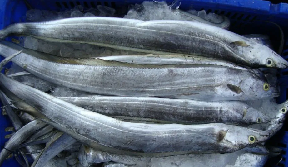 懂行人买鱼,专挑这4种市场常见的鱼,都是纯野生,目前很难人工大量养殖,放心吃