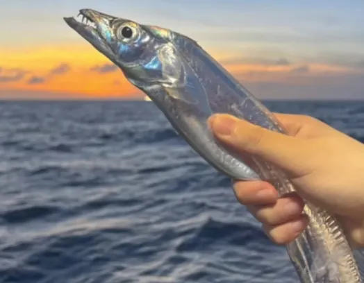 懂行人买鱼,专挑这4种市场常见的鱼,都是纯野生,目前很难人工大量养殖,放心吃