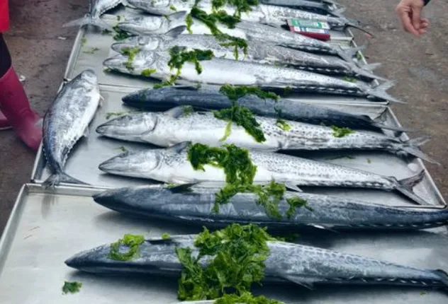 懂行人买鱼,专挑这4种市场常见的鱼,都是纯野生,目前很难人工大量养殖,放心吃