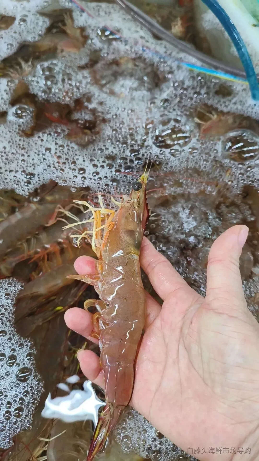 “虾”路相逢:珠海斗门白藤头海鲜批发市场海明虾终极攻略,从挑货秘籍到宴客菜式!说说海明虾为何备受青睐?这里有完美答案~