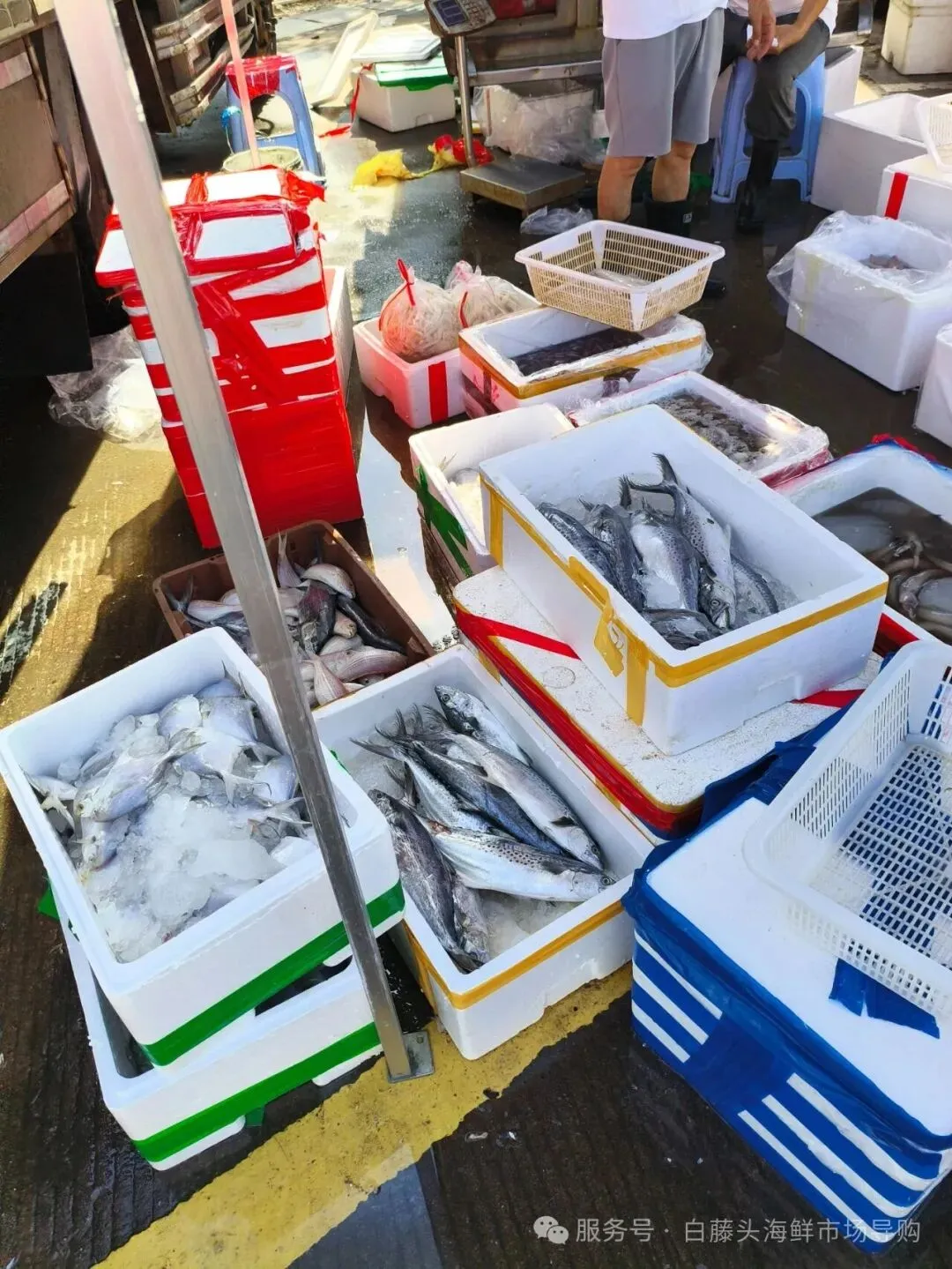 “虾”路相逢:珠海斗门白藤头海鲜批发市场海明虾终极攻略,从挑货秘籍到宴客菜式!说说海明虾为何备受青睐?这里有完美答案~