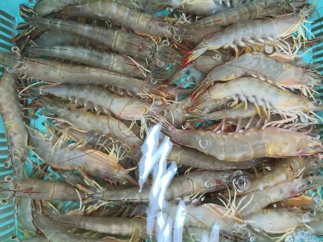 “虾”路相逢:珠海斗门白藤头海鲜批发市场海明虾终极攻略,从挑货秘籍到宴客菜式!说说海明虾为何备受青睐?这里有完美答案~