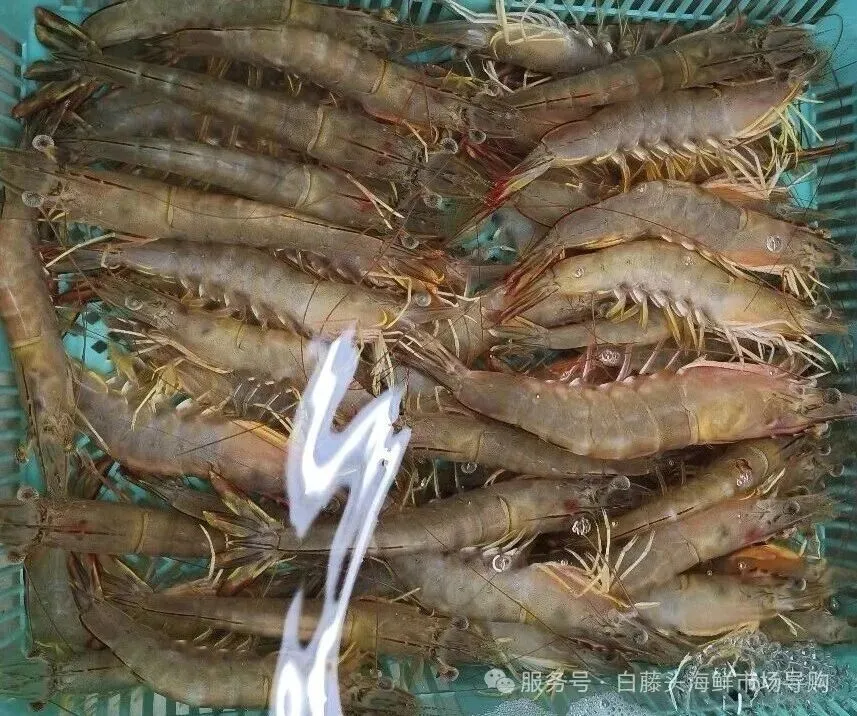 “虾”路相逢:珠海斗门白藤头海鲜批发市场海明虾终极攻略,从挑货秘籍到宴客菜式!说说海明虾为何备受青睐?这里有完美答案~