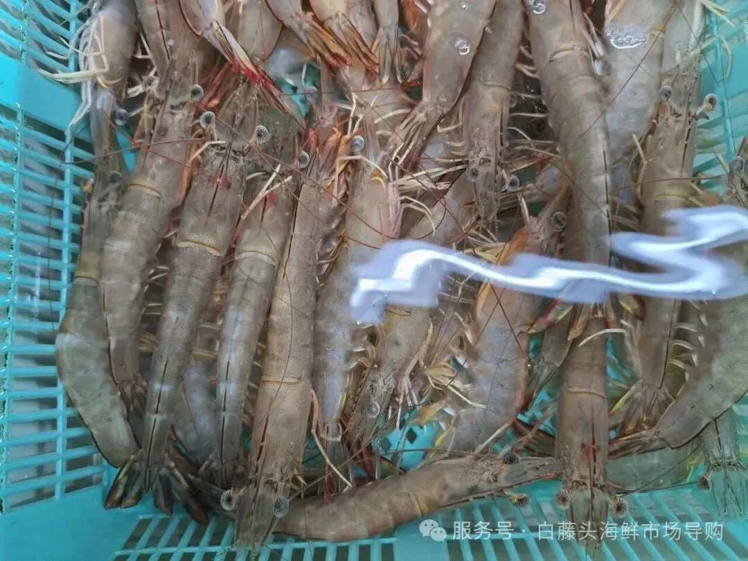“虾”路相逢:珠海斗门白藤头海鲜批发市场海明虾终极攻略,从挑货秘籍到宴客菜式!说说海明虾为何备受青睐?这里有完美答案~