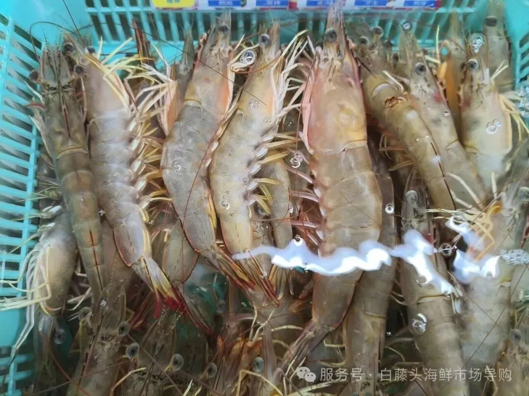 “虾”路相逢:珠海斗门白藤头海鲜批发市场海明虾终极攻略,从挑货秘籍到宴客菜式!说说海明虾为何备受青睐?这里有完美答案~
